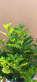 zanthoxylum-piperitum