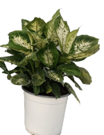 dieffenbachia-compacta