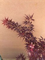 acer-palmatum-shaina