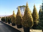 ilex-aquifolium-arg-marg-cono