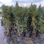 prunus-lusitanica-angustifolia-vaso-24