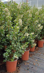 escallonia-illinita-iveyi-bianca