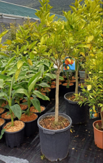 arancio-citrus-sinensis-vaso-30