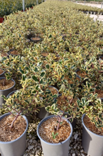 ilex-aquifolium-argentea-marginata-vaso-19