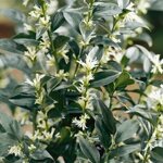 sarcococca-confusa