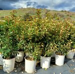 prunus-lusitanica-angustifolia-vaso-19