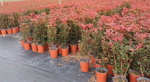 photinia-x-f-r-compacta-carre-rouge
