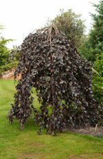 fagus-purpurea-pendula