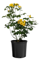 rosa-kordes-lemon-fizz