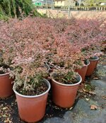 pyracantha-nana-variegata