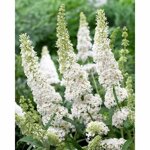 buddleia-butterfly-candy-little-white