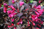 weigela-florida-nana-purpurea