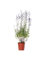 perovskia-atripl-blue-spire-salvia-yangii