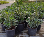 pittosporum-tobira