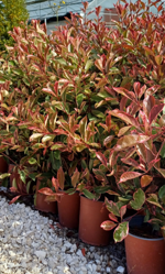 photinia-x-fraseri-louise