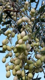 oliva-bianca-o-leucolea