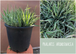 phalaris-arundinacea