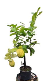 cedro-maxima-citrus-medica