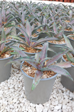 mangave-mission-to-mars