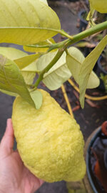 cedro-maxima-citrus-medica