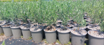 olea-europaea-cipressino