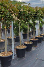 photinia-x-f-red-robin-12-fusto