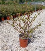 cotoneaster-lacteus-da-seme