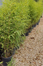 bambusa-phyllostachys-aurea