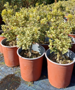 osmanthus-heterophyllus-variegatus