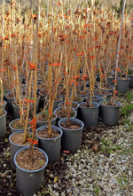 campsis-x-tagliabuana-madame-galen