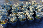 picea-pungens-glauca-globosa