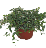 cotoneaster-salicifolius-repens