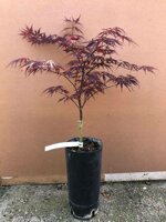 acer-palmatum-shaina