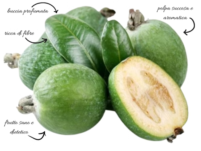 FEIJOA MAMMOTH/TRIUMPH FEIJOA MAMMOTH/TRIUMPH