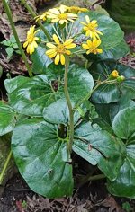 farfugium-japonicum-argenteum-ligularia