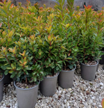 arbutus-unedo-corbezzolo