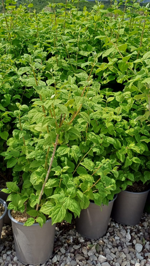 philadelphus-manteau-dhermine