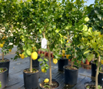 limone-citrus-limon-vaso-35