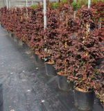 loropetalum-chinense-a-cono