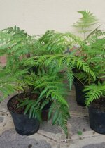 cyathea-cooperi