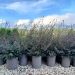 leptospermum-mesmer-eyes