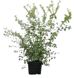 spiraea-x-vanhouttei