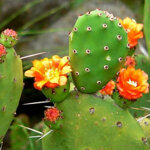 opuntia-ficus-indica