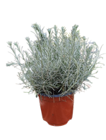 helichrysum-italicum-elicriso