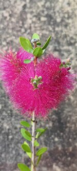 callistemon-viminalis-bright-pink