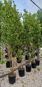 betula-alba-a-ceppaia
