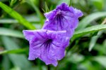 ruellia-brittoniana-purple-showers