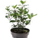 viburnum-tinus-spirit