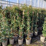 rhyncospermum-asiaticum-pink-showers