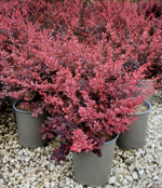 berberis-t-atropurpurea-harlequin